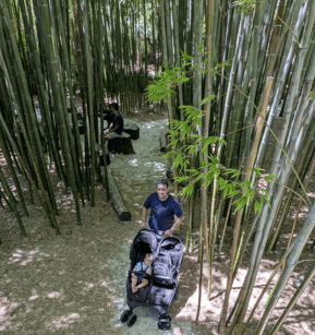 Jungle